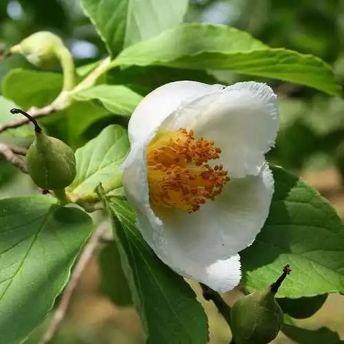 Future Forests Trees Stewartia Pseudocamellia - Japanese Stewartia 4 Future Forests Trees Stewartia Pseudocamellia - Japanese Stewartia