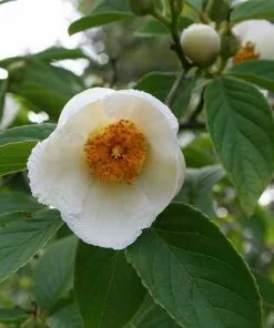 Future Forests Trees Stewartia Pseudocamellia - Japanese Stewartia 11 Future Forests Trees Stewartia Pseudocamellia - Japanese Stewartia