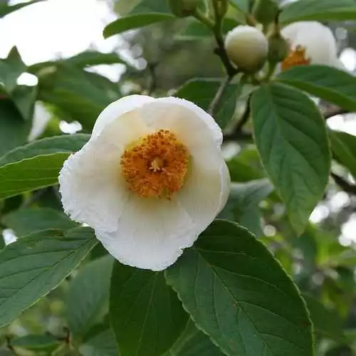 Future Forests Trees Stewartia Pseudocamellia - Japanese Stewartia 5 Future Forests Trees Stewartia Pseudocamellia - Japanese Stewartia