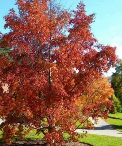 Future Forests Stewartia Pseudocamellia Koreane - Korean Stewartia