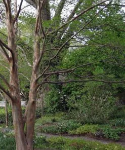 Future Forests Stewartia Pseudocamellia Koreane - Korean Stewartia