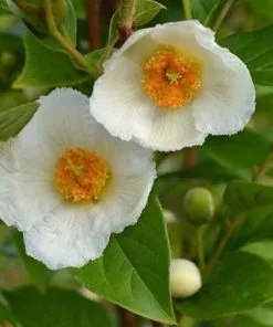 Future Forests Stewartia Pseudocamellia Koreane - Korean Stewartia