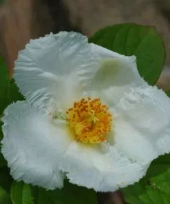 Future Forests Stewartia Pseudocamellia Koreane - Korean Stewartia