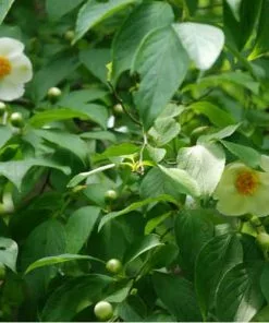 Future Forests Stewartia Pseudocamellia Koreane - Korean Stewartia