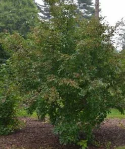 Future Forests Stewartia Pseudocamellia Koreane - Korean Stewartia