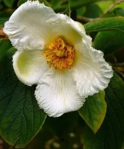 Future Forests Trees Stewartia Pseudocamellia - Japanese Stewartia 15 Future Forests Trees Stewartia Pseudocamellia - Japanese Stewartia