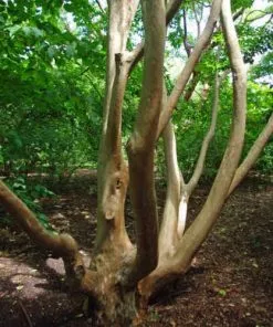Future Forests Stewartia Sinensis - Chinese Stewartia Trees