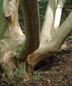 Future Forests Stewartia Sinensis - Chinese Stewartia Trees