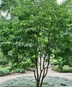 Future Forests Stewartia Sinensis - Chinese Stewartia Trees