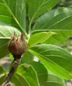 Future Forests Stewartia Sinensis - Chinese Stewartia Trees