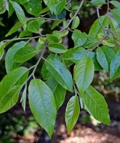 Future Forests Stewartia Sinensis - Chinese Stewartia Trees