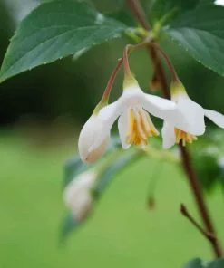 Future Forests Stewartia Sinensis - Chinese Stewartia Trees