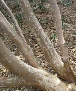 Future Forests Stewartia Sinensis - Chinese Stewartia Trees