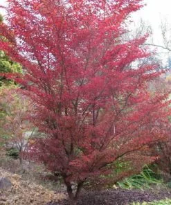 Future Forests Stewartia Sinensis - Chinese Stewartia Trees
