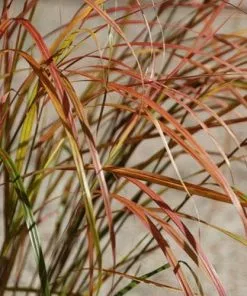 Future Forests More Stipa Arundinacea