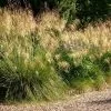 Future Forests Stipa Gigantea More