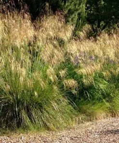 Future Forests Stipa Gigantea More
