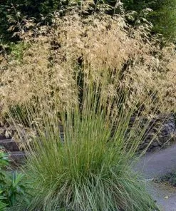 Future Forests Stipa Gigantea More