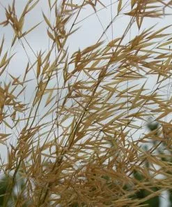 Future Forests Stipa Gigantea More
