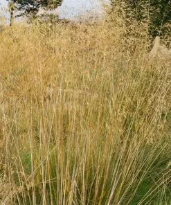 Future Forests Stipa Gigantea More