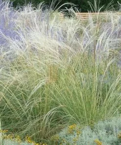 Future Forests Stipa Tenuissima
