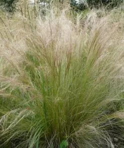 Future Forests Stipa Tenuissima