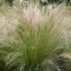 Future Forests More Stipa Tenuissima Pony Tails