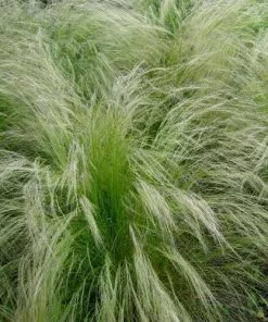 Future Forests More Stipa Tenuissima Pony Tails 7 Future Forests More Stipa Tenuissima Pony Tails