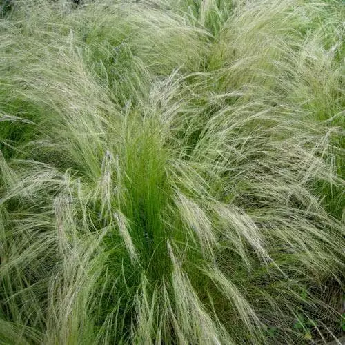 Future Forests More Stipa Tenuissima Pony Tails 4 Future Forests More Stipa Tenuissima Pony Tails
