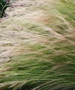 Future Forests More Stipa Tenuissima Pony Tails 8 Future Forests More Stipa Tenuissima Pony Tails