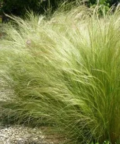 Future Forests More Stipa Tenuissima Pony Tails 9 Future Forests More Stipa Tenuissima Pony Tails