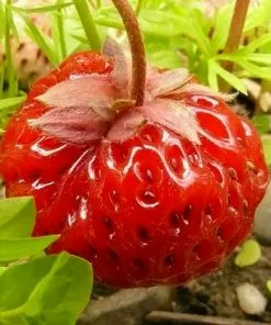 Future Forests Fruit Strawberry Framberry 9 Future Forests Fruit Strawberry Framberry