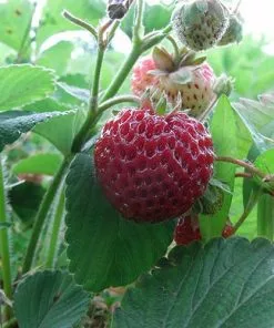 Future Forests Fruit Strawberry Framberry 8 Future Forests Fruit Strawberry Framberry