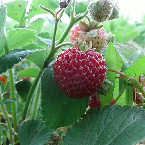 Future Forests Fruit Strawberry Framberry 5 Future Forests Fruit Strawberry Framberry