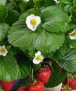 Future Forests Strawberry Loran Fruit