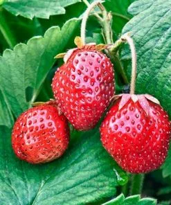 Future Forests Strawberry Loran Fruit