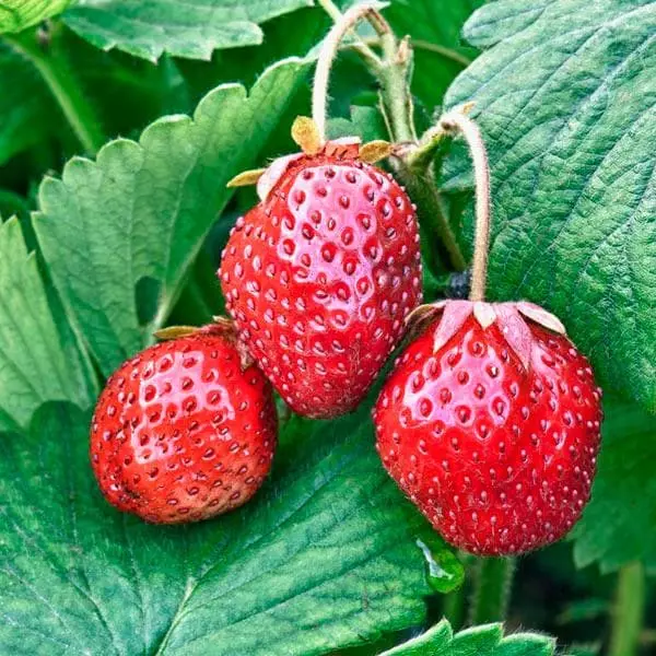 Future Forests Strawberry Loran Fruit 4 Future Forests Strawberry Loran Fruit