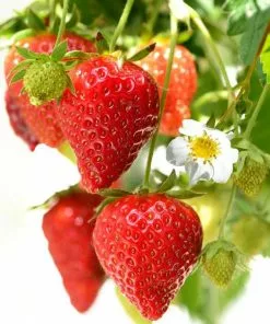 Future Forests Strawberry Loran Fruit 8 Future Forests Strawberry Loran Fruit