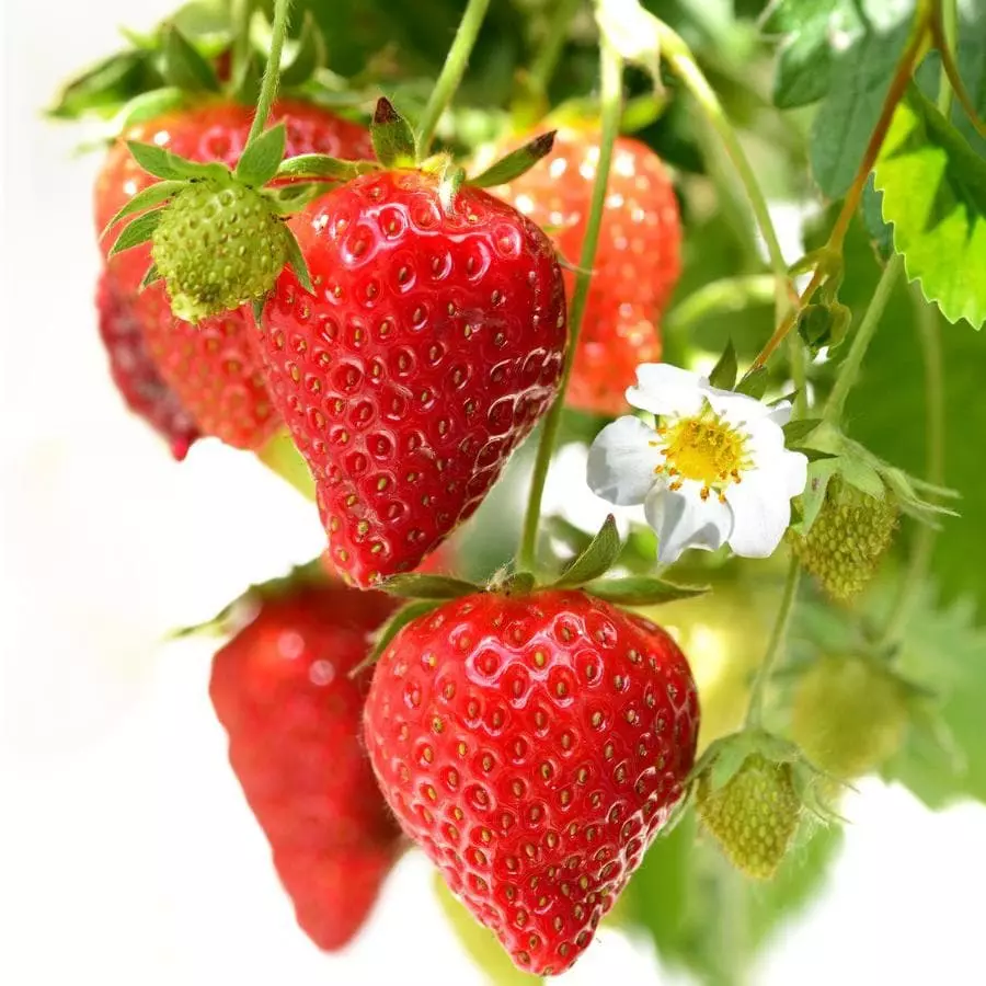 Future Forests Strawberry Loran Fruit 5 Future Forests Strawberry Loran Fruit