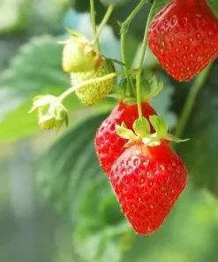 Future Forests Strawberry Loran Fruit 9 Future Forests Strawberry Loran Fruit