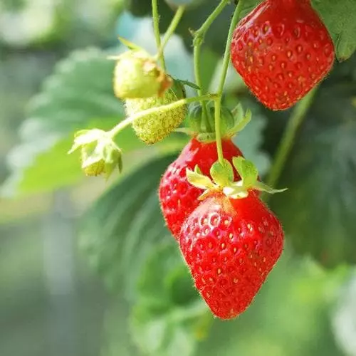 Future Forests Strawberry Loran Fruit 6 Future Forests Strawberry Loran Fruit