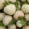 Future Forests Fruit Strawberry Snow White - Pineberry
