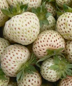 Future Forests Fruit Strawberry Snow White - Pineberry
