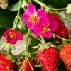 Future Forests Fruit Strawberry Toscana