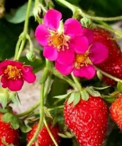 Future Forests Fruit Strawberry Toscana