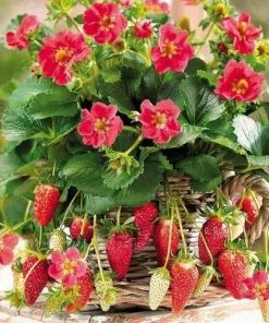 Future Forests Fruit Strawberry Toscana