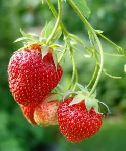 Future Forests Strawberry Cambridge Favourite