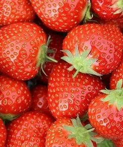 Future Forests Strawberry Elsanta