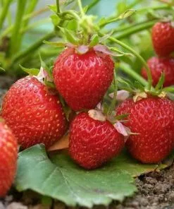 Future Forests Strawberry Elsanta