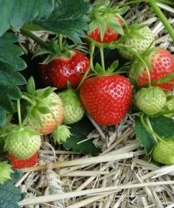 Future Forests Strawberry Symphony